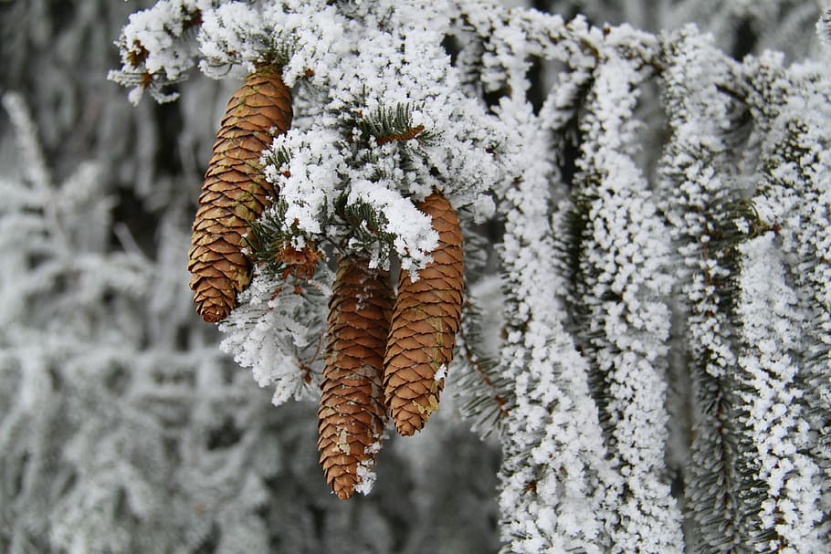 low angle photography of pine cones on tree, winter, seasons HD wallpaper