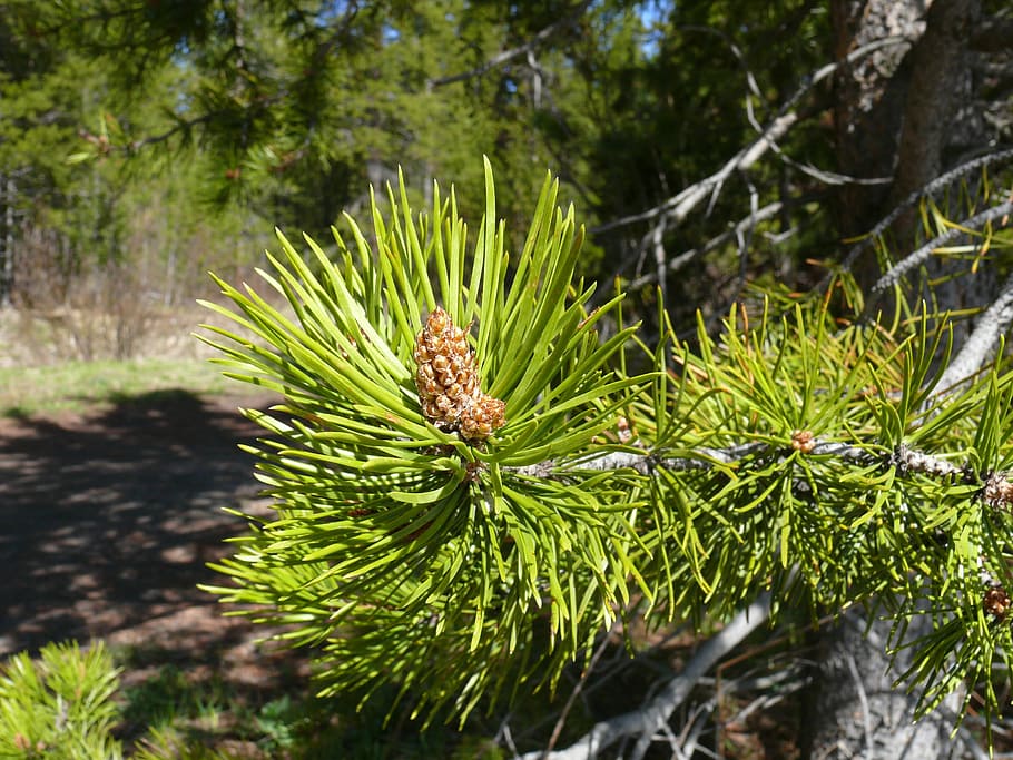 pine, pinecone, conifer, fir tree, nature, plant, green color HD wallpaper