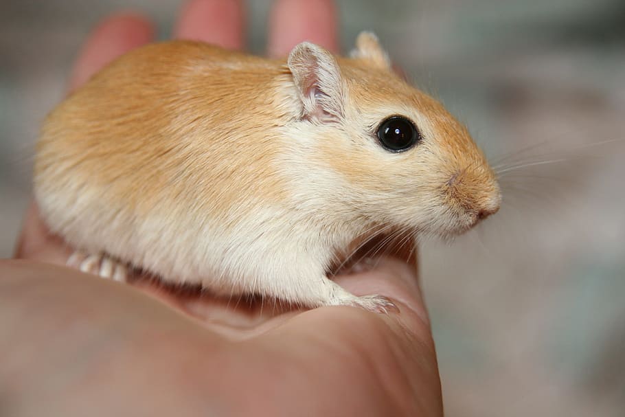 Mouse, Renner, Gerbil, Rodent, racing mouse, mongolian, nager