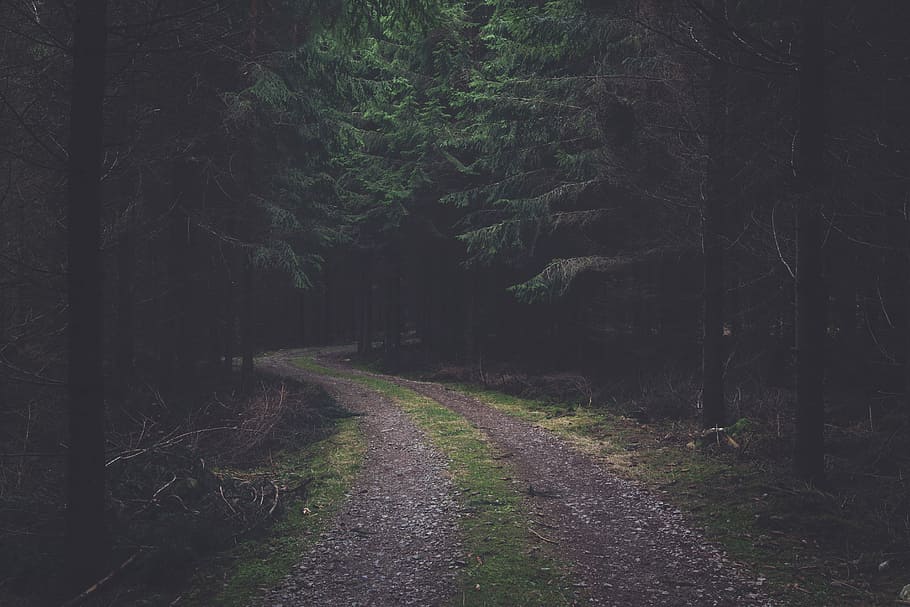 narrow road in the middle of the forest, black, branches, green HD wallpaper