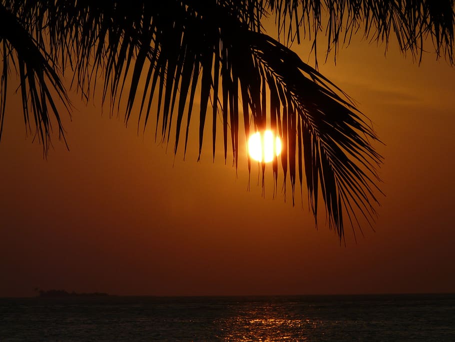 sunset, palm, nature, romance, sky, water, beauty in nature HD wallpaper