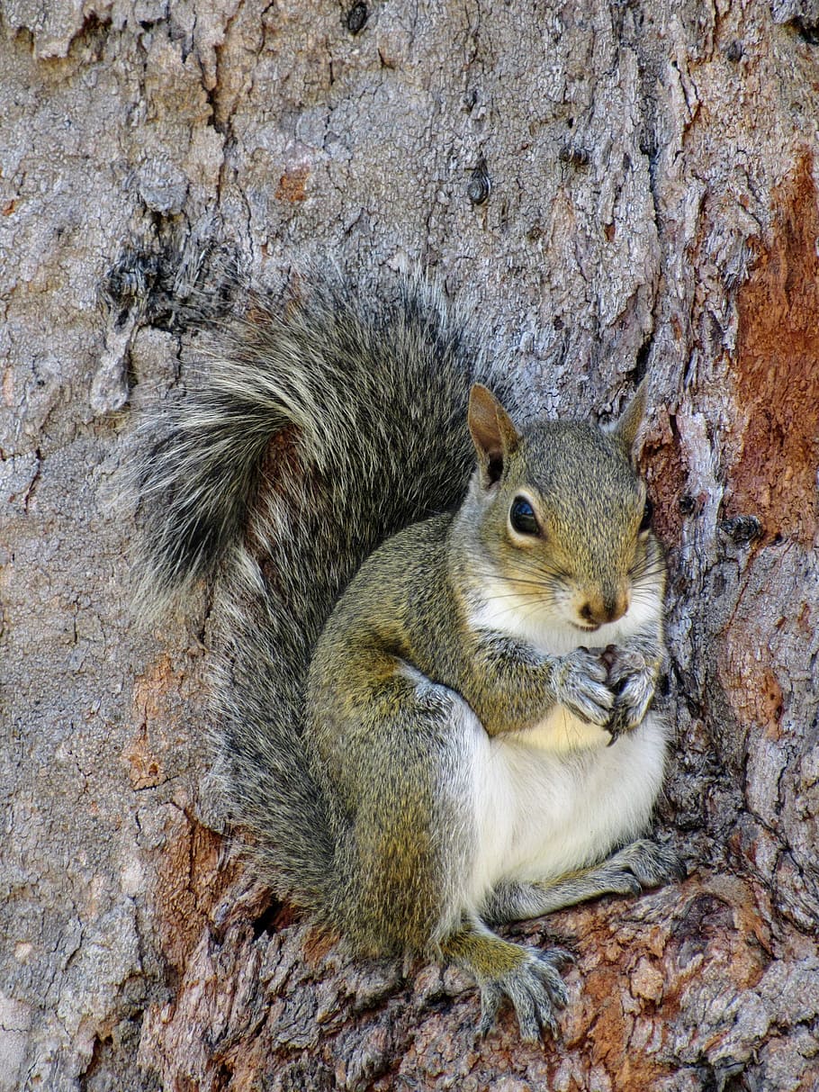 the squirrel, forest, tree, nature, wild animal, detail, mammal HD wallpaper