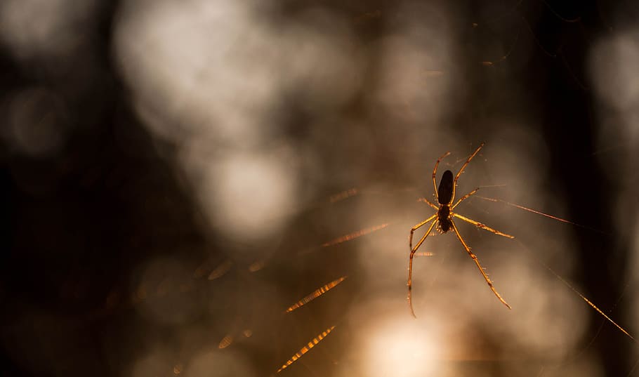 spider, spider web, sun, trees, dawn, insects, light, nature HD wallpaper