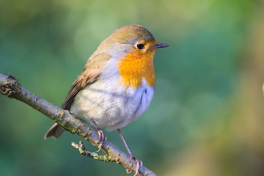 yellow, white, and brown bird on tree branch, robin, garden HD wallpaper