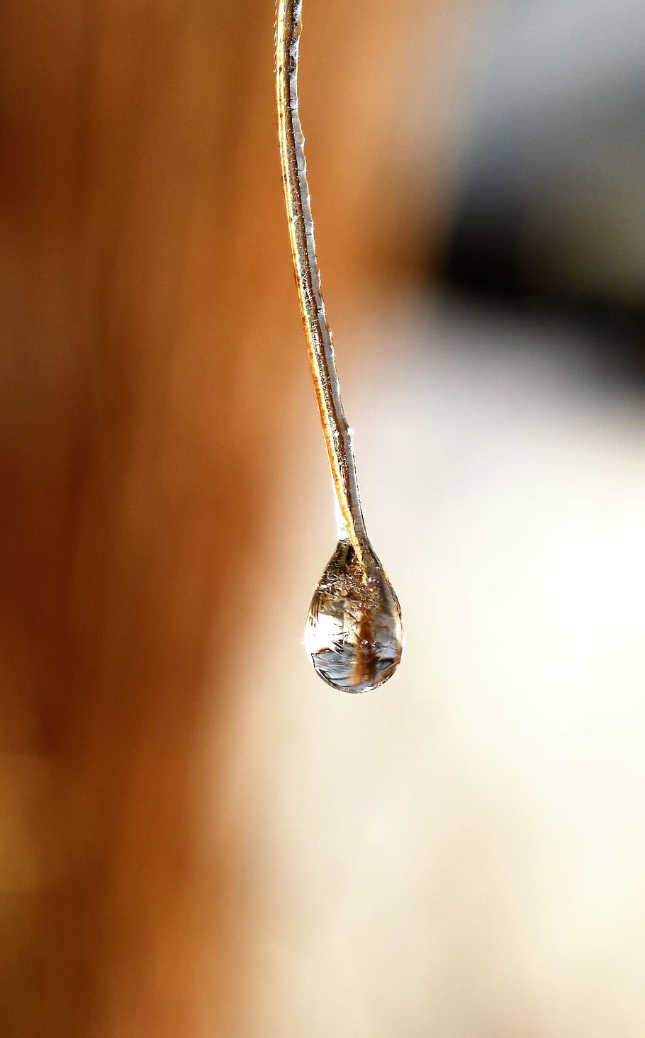 drip, dew, dewdrop, leaf, grass, drop of water, autumn, morgentau HD wallpaper