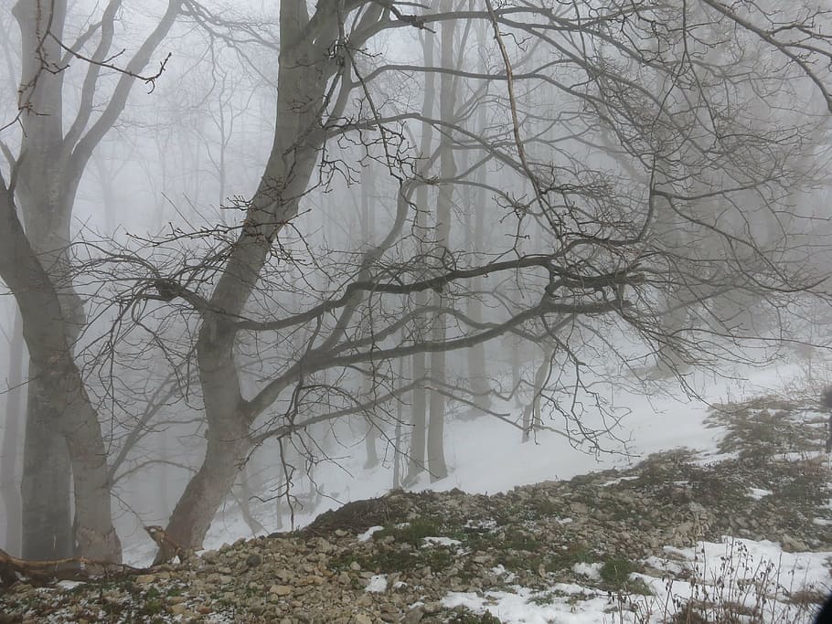 winter, fog, forest, cold, tree, cold temperature, plant, snow HD wallpaper