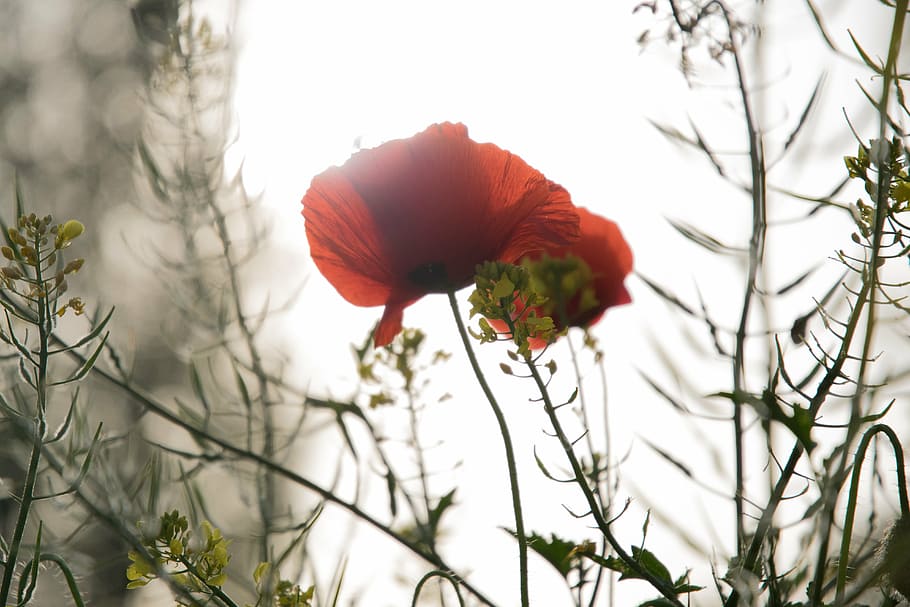 poppy, spring, field, backlight, flower, red, nature, plant HD wallpaper