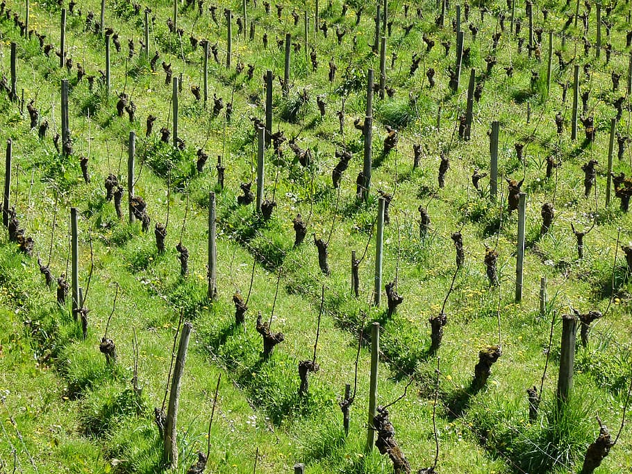 vines, ceps, vineyard, green, nature, france, culture, wine HD wallpaper