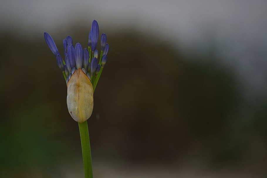 hatching, flower, nature, blue, flora, botany, birth, flowering HD wallpaper