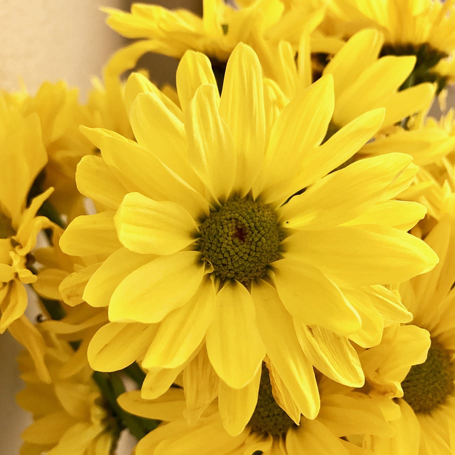 Daisy, Yellow, Flower, Spring, nature, petal, close-up, plant HD wallpaper