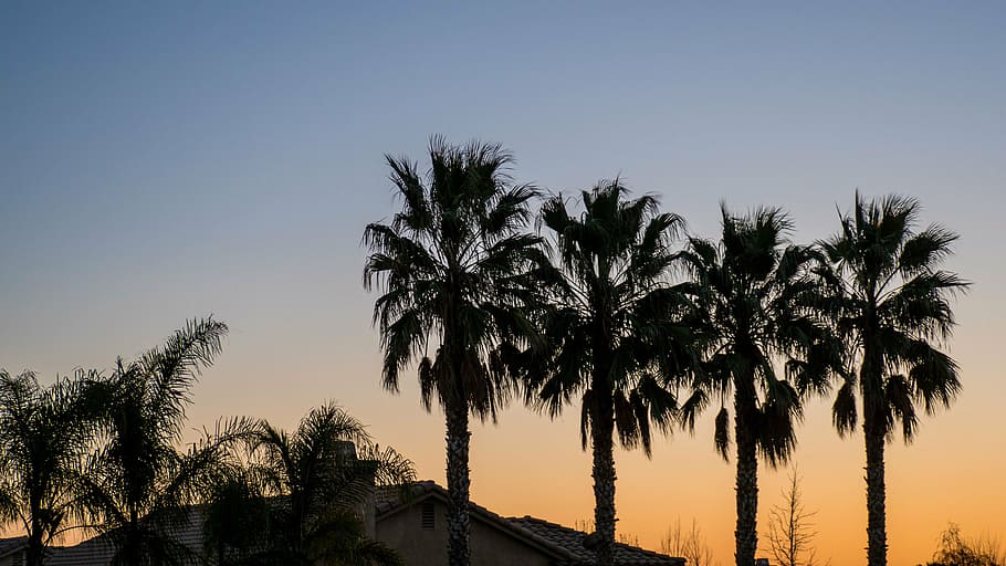 silhouette photo of palm trees, coconut, nature, outdoor, sky HD wallpaper
