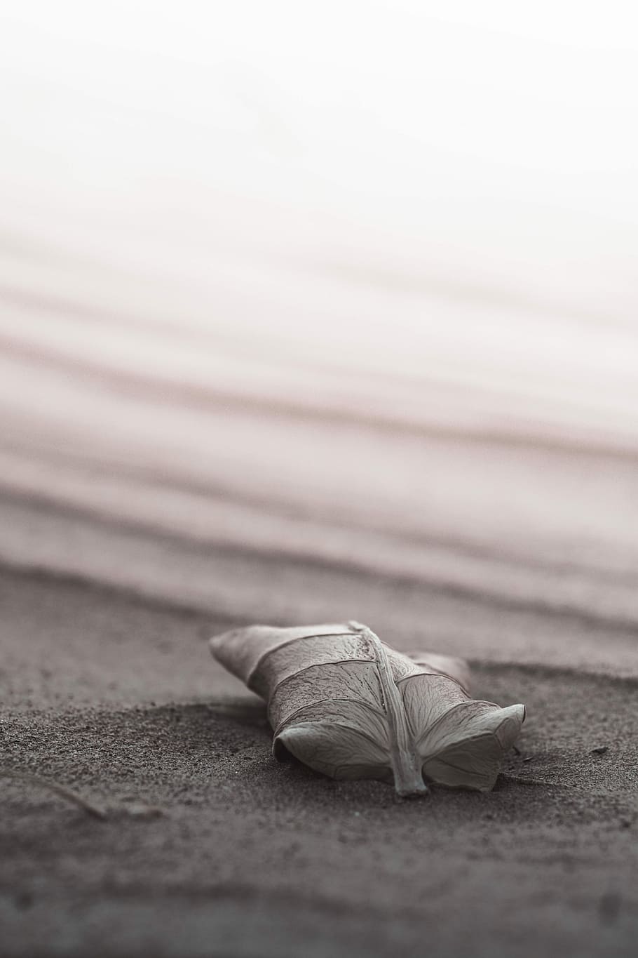 shallow focus photography of brown leaf, grayscale photograph of leaf HD wallpaper