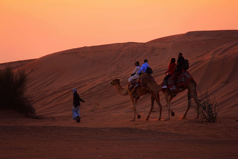 sunset, dawn, desert, camel ride, orange, red, beautiful, colorful, HD wallpaper