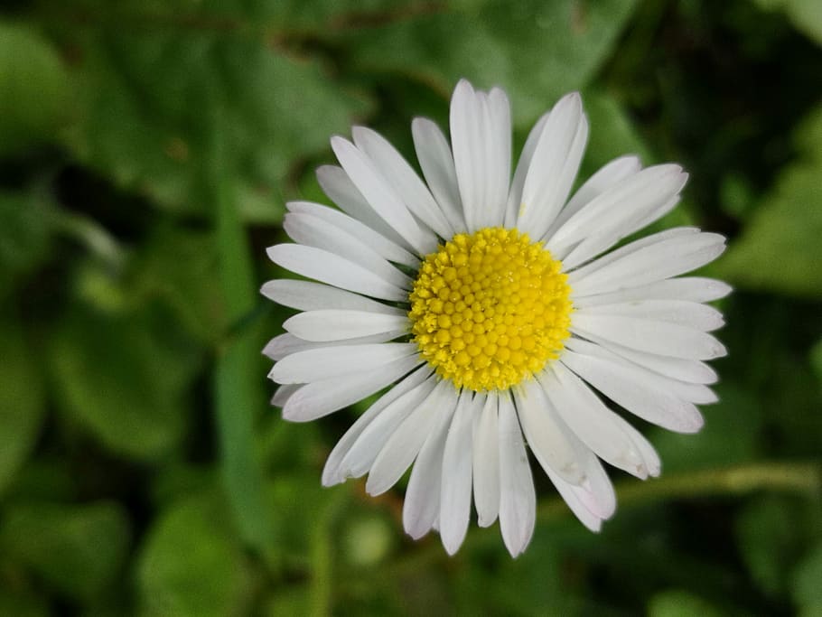flower, grass margriet, spring, summer, flowering plant, freshness HD wallpaper