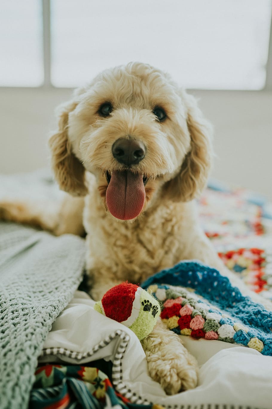 Goldendoodle Pictures  Download Free Images  Stock Photos on Unsplash