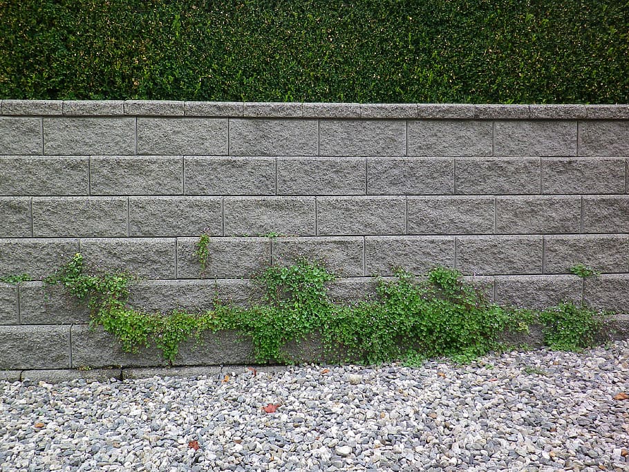 wall, plants, climbing, brick, architecture, growth, grass HD wallpaper