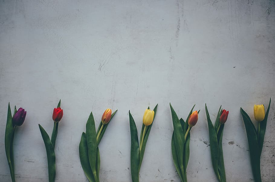 Row of Spring Tulips, assorted-color tulip flowers, yellow, leaf HD wallpaper