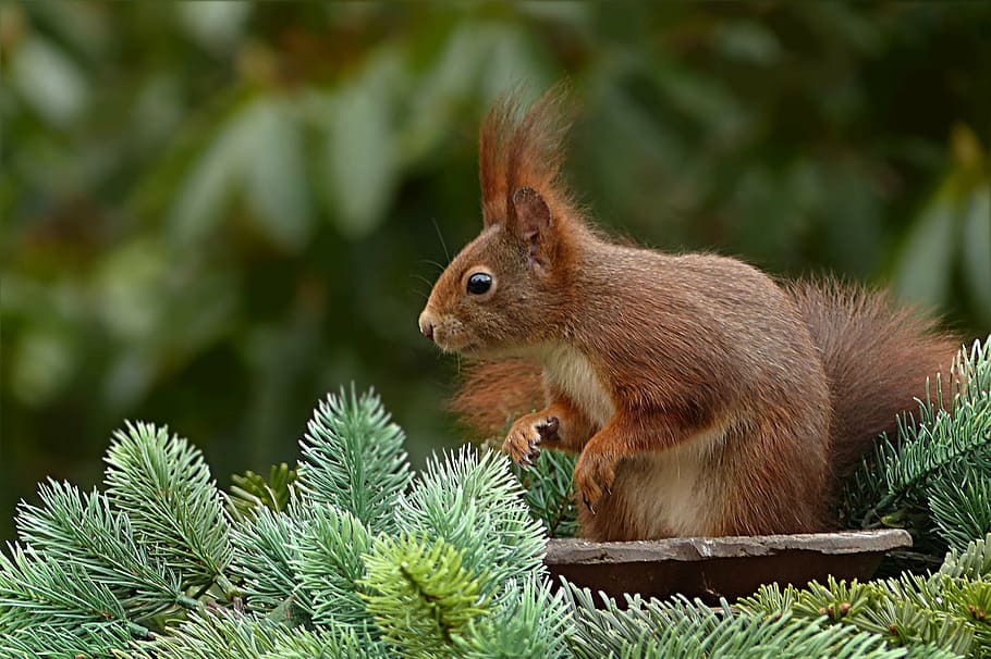 squirrel facing plants, animal, sciurus vulgaris major, mammal