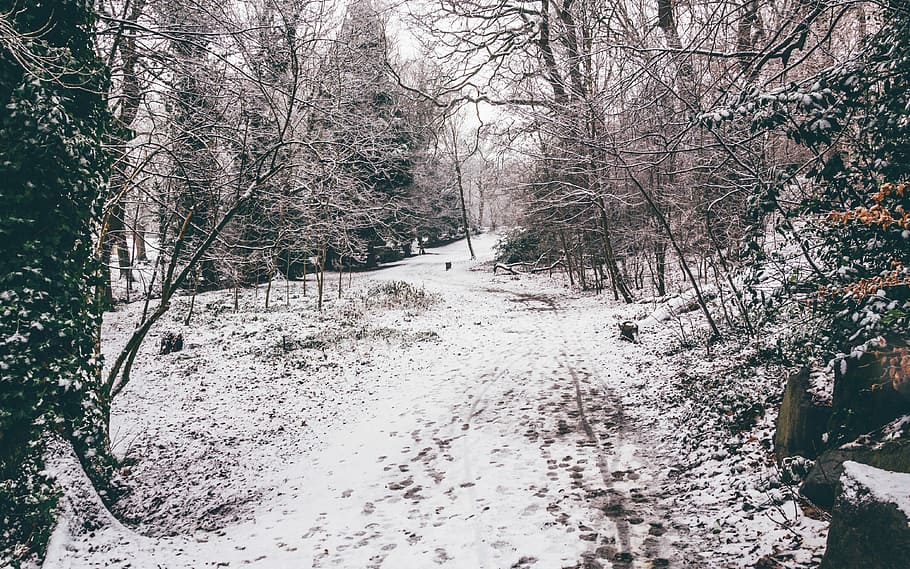 snow covered pathway between trees, forest during winter, track HD wallpaper