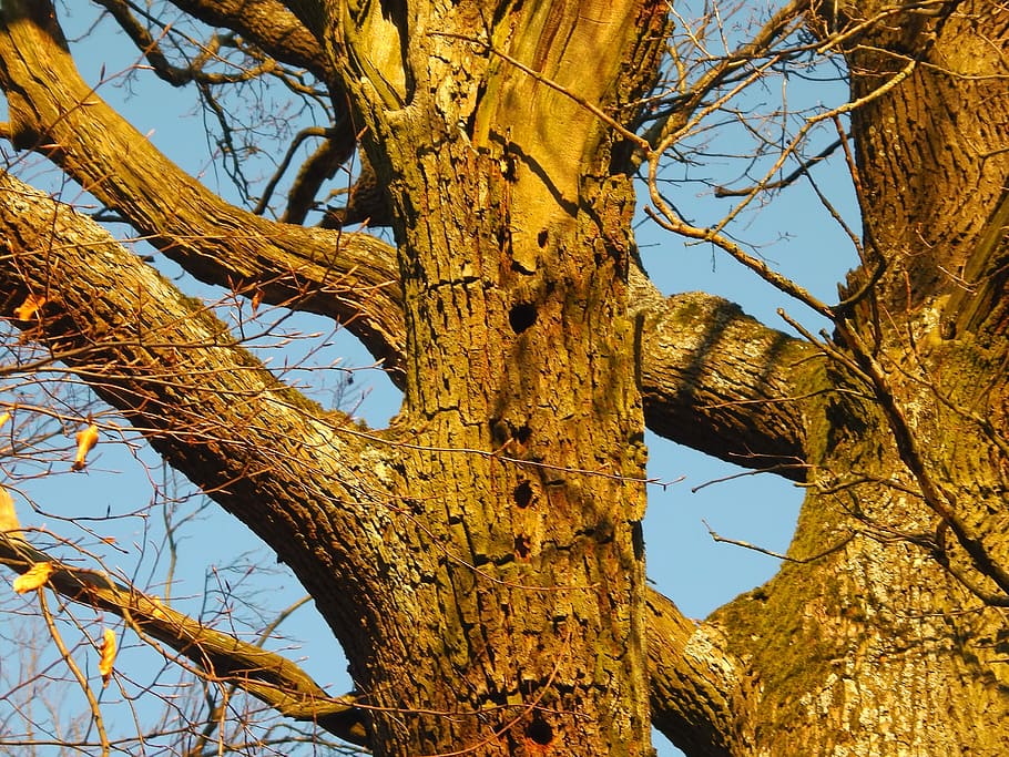 Tree, Tribe, Bark, Oak, day, outdoors, no people, nature, branch HD wallpaper