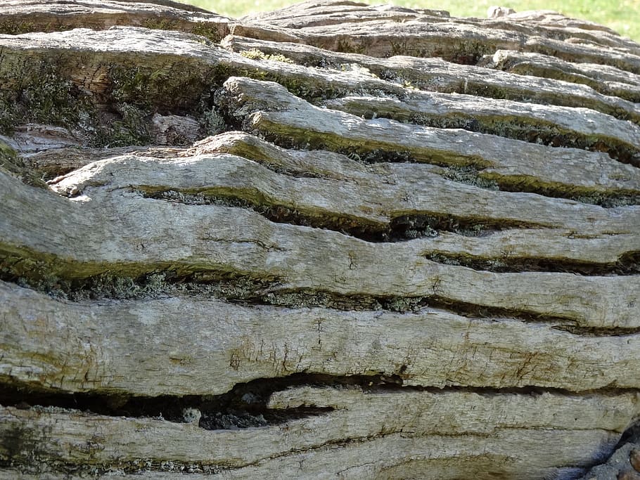 log, old, wrinkled, bark, natural tree trunk, no people, full frame HD wallpaper