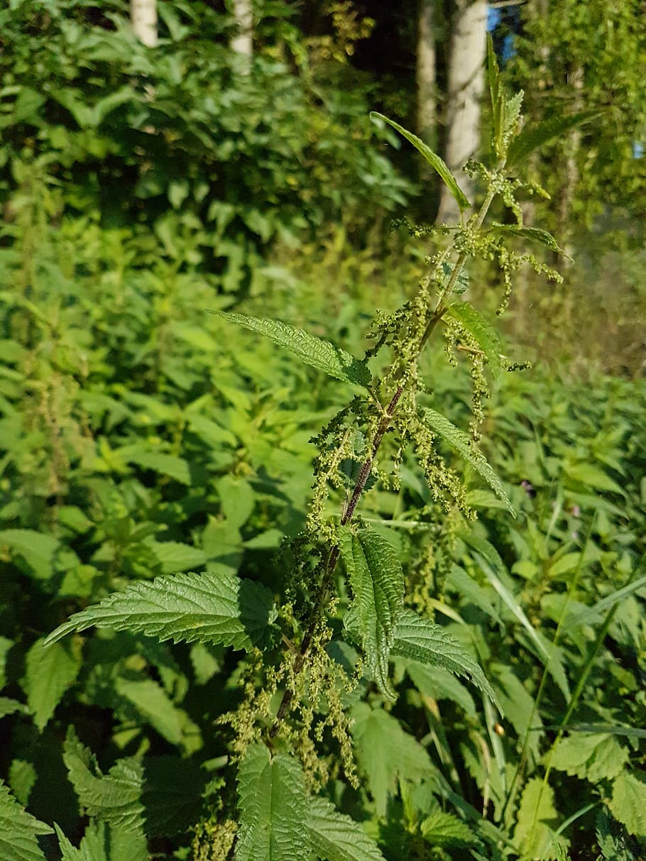 1360x768px | free download | HD wallpaper: stinging nettle, nature ...