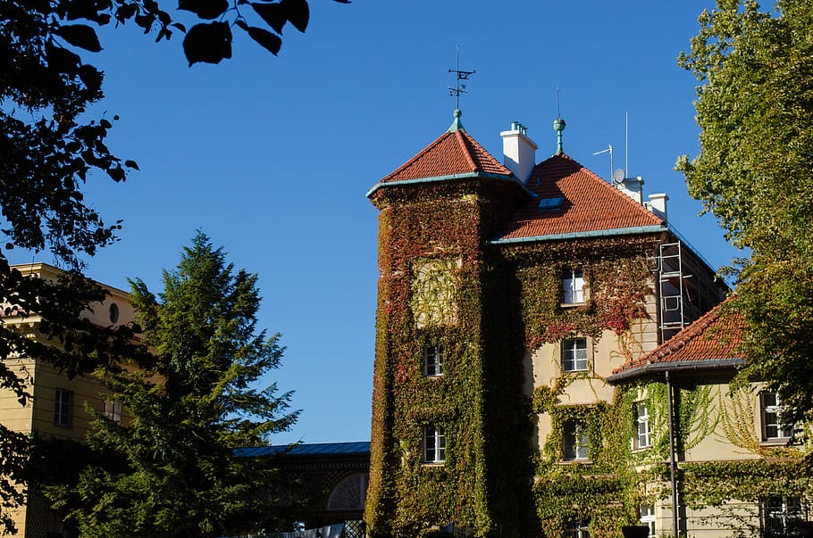 vines, castle, monument, architecture, built structure, building exterior HD wallpaper