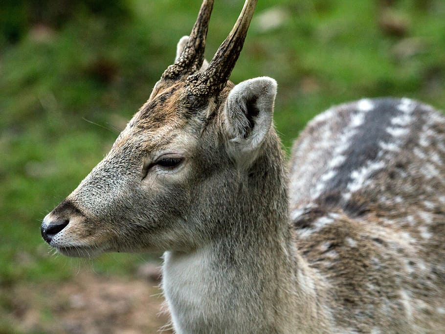 hirsch, fallow deer, forest, animal, wildlife, nature, mammal HD wallpaper