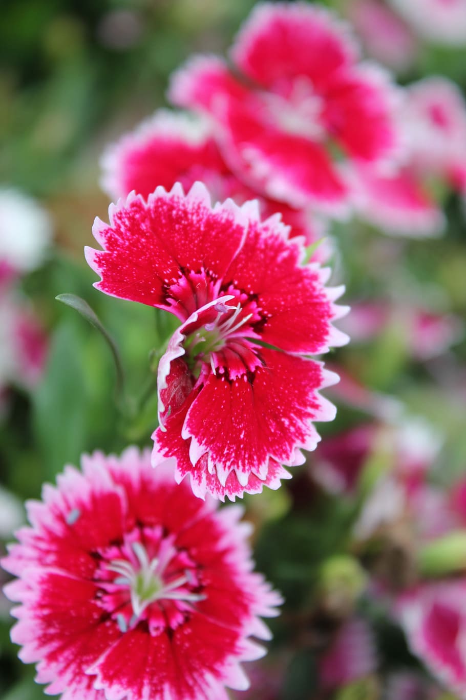 flower, red, daisy, spring, flowering plant, vulnerability HD wallpaper