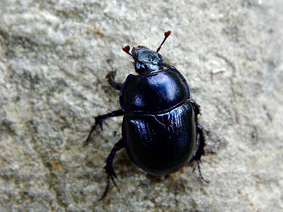 beetle, nature, forest, macro, animal themes, one animal, insect HD wallpaper