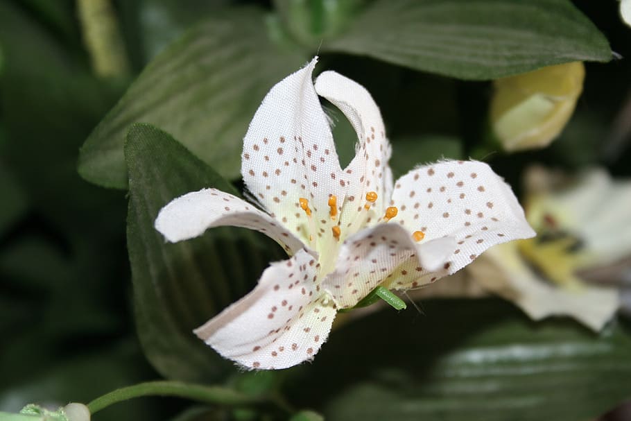 flower, nature, white, plant, petal, close-up, leaf, flower Head HD wallpaper