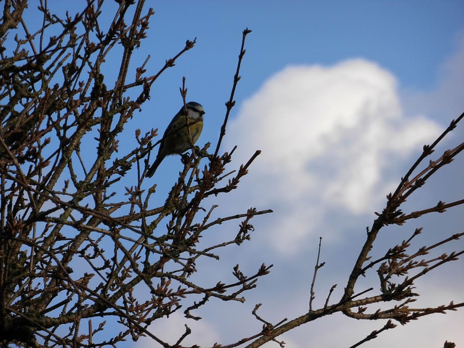 bird, bush, sky, cloud, blue tit, animals in the wild, animal wildlife HD wallpaper