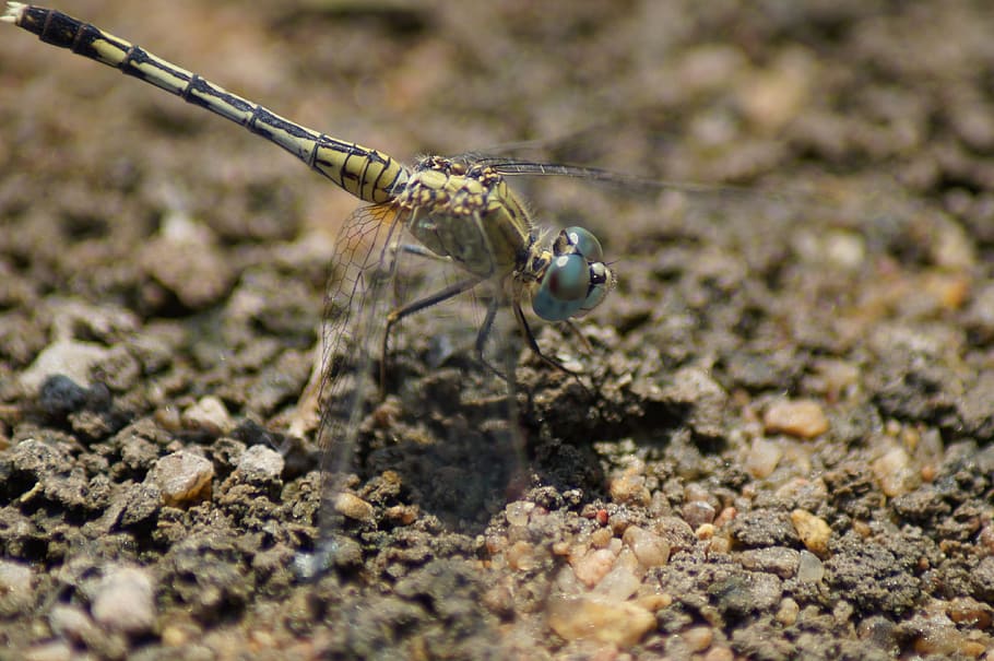 dragonfly, bug, bugs, dragonflies, golden, animal, wild life HD wallpaper