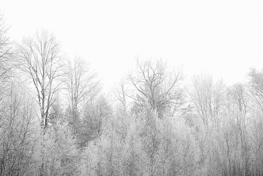 gray leaf trees, autumn, winter, branches, alpine, birch, aspen HD wallpaper
