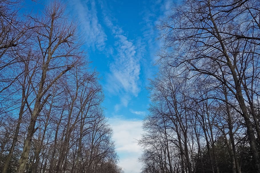 sky, clouds, forest, trees, blue sky, branches, fall, fog, idyllic HD wallpaper