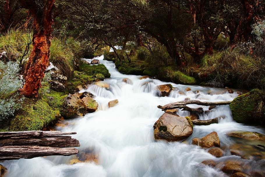 water stream near trees, timelapse photo of river in the middle of the woods HD wallpaper