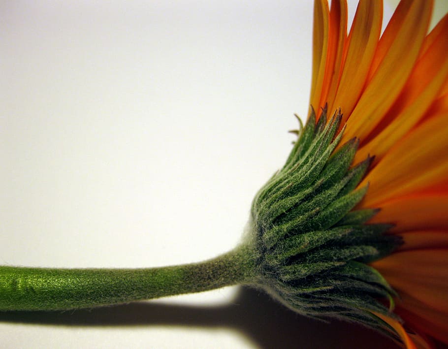 gerbera, style, green, close, schnittblume, plant, close-up HD wallpaper