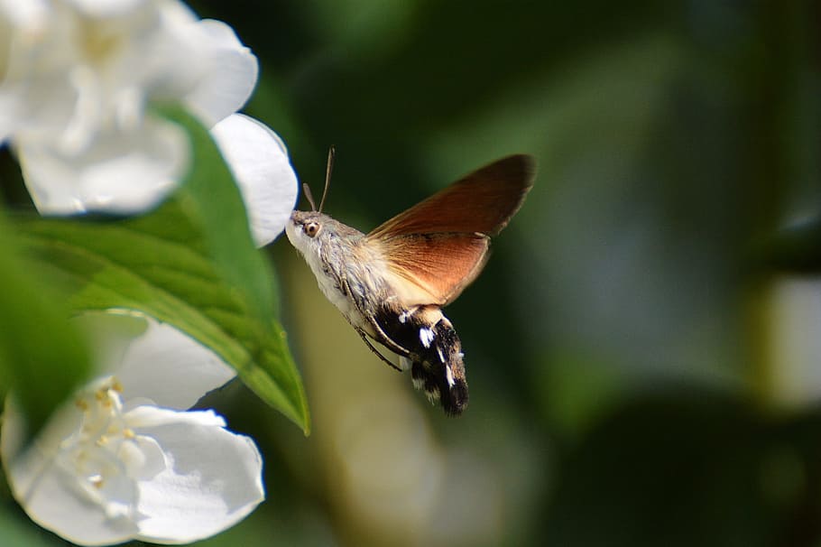 brown and black hummingbird wasp perched on white flower, Hummingbird Hawk Moth, HD wallpaper