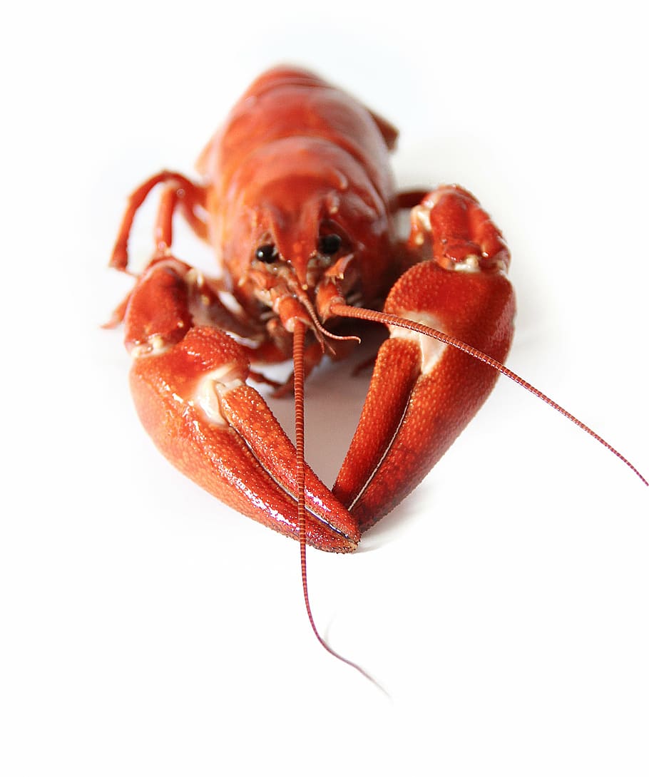 ugentlig Engel labyrint HD wallpaper: red lobster, canker, crayfish party, seafood, animals,  crustaceans | Wallpaper Flare