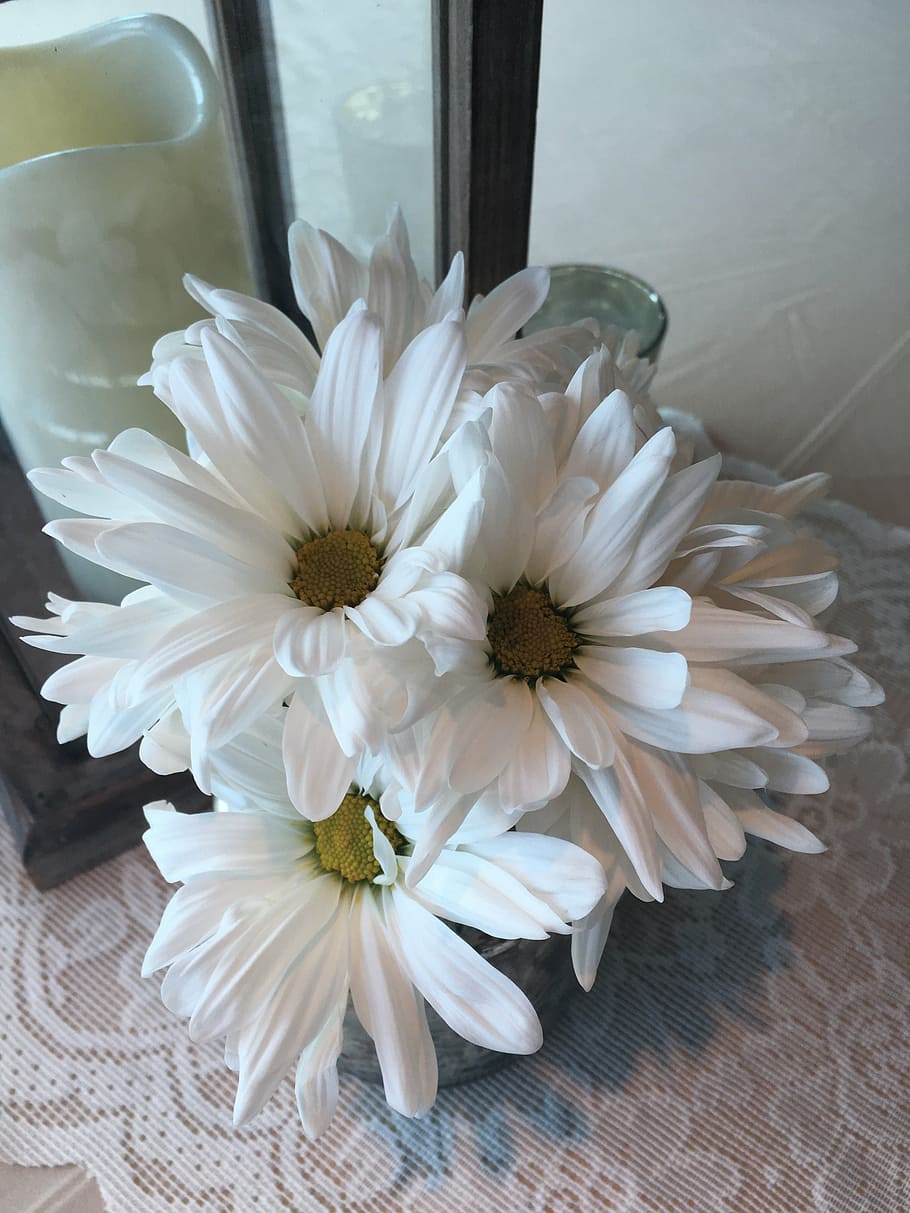 HD wallpaper: white daisy, flower, center pieces, arrangement ...