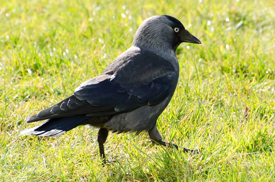 black feather bird on green grass during daytime, Jackdaw, Corvus, Monedula HD wallpaper