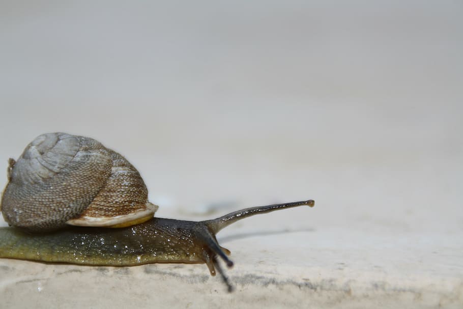 snail, slow, moving, shell, slimy, invertebrate, gastropod HD wallpaper