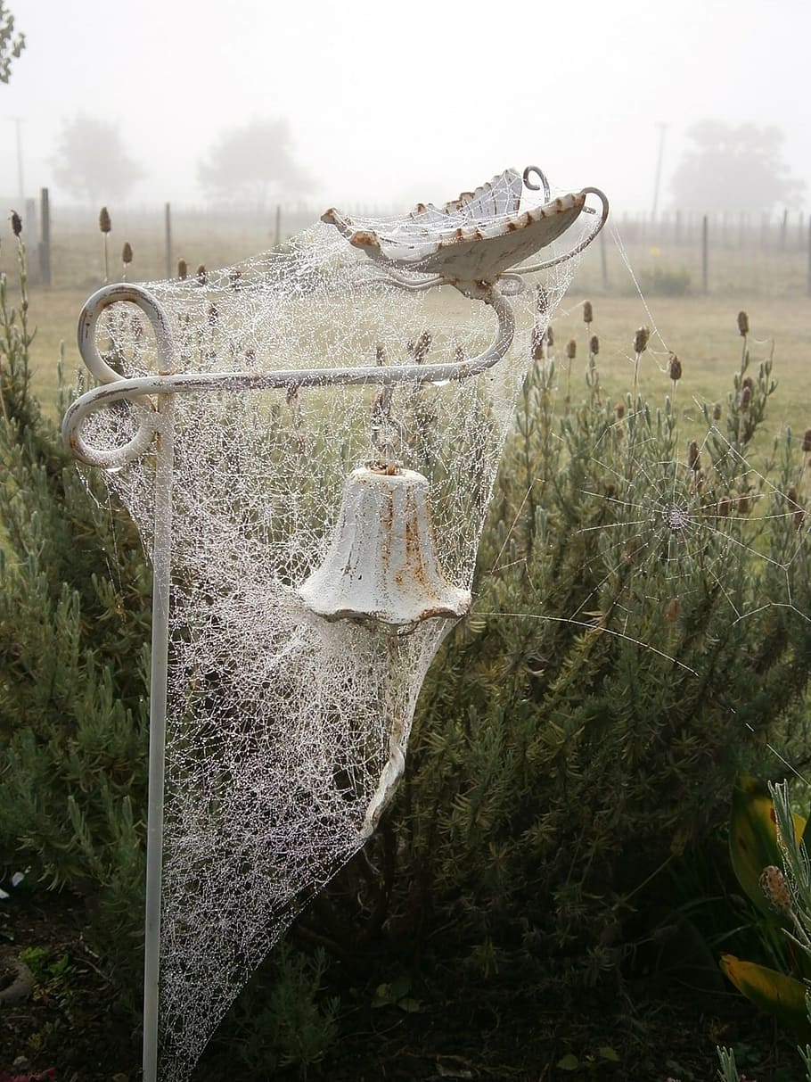 spider, web, spider web, nature, insect, cobweb, natural, arachnid HD wallpaper