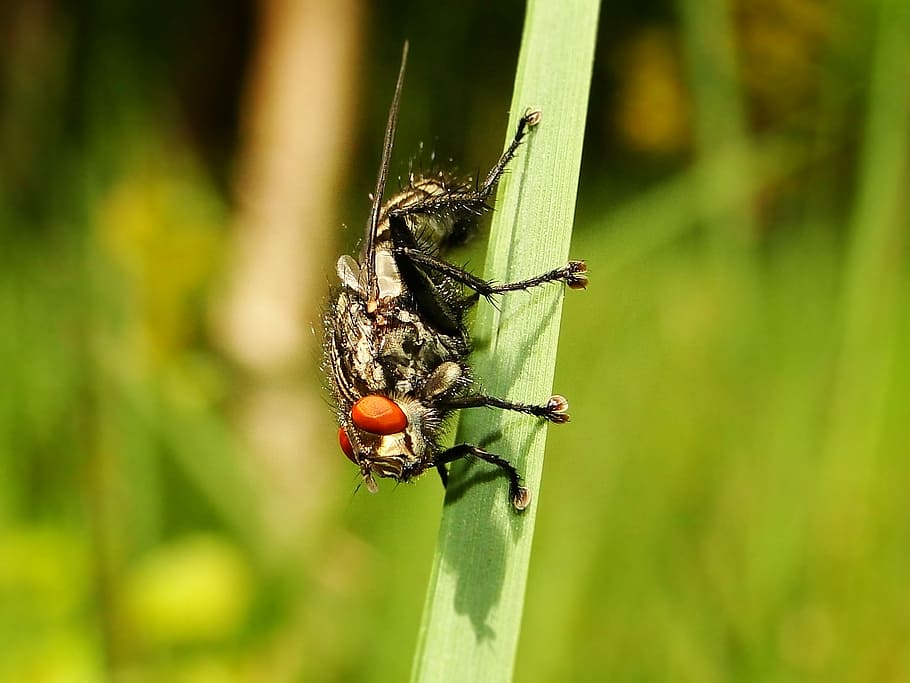 macro photography of gray flying insect, sawf.y, bug, leaf, invertebrate HD wallpaper