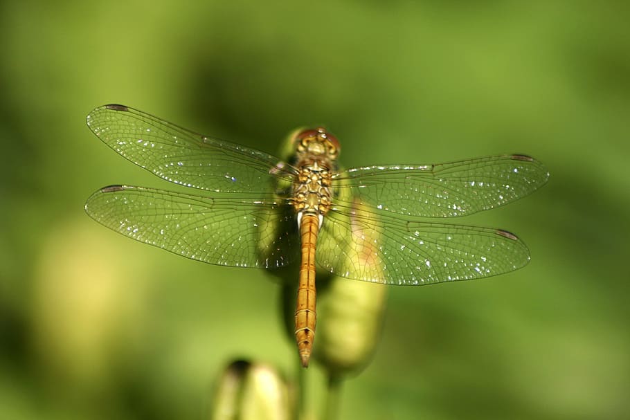 dragonfly, jo boonstra, groningen, close-up, animal, animal themes HD wallpaper