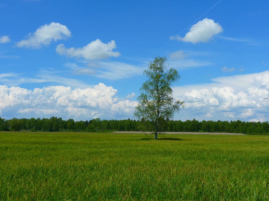 Green Field of Grasses Green Tree in Between, clouds, forest HD wallpaper