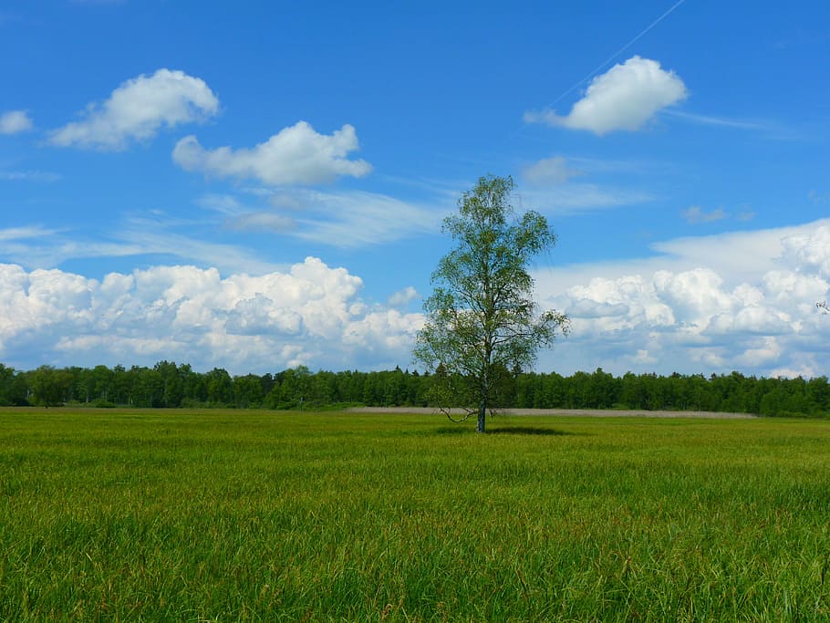 green tree in the middle of green grass field, landscape, meadow HD wallpaper