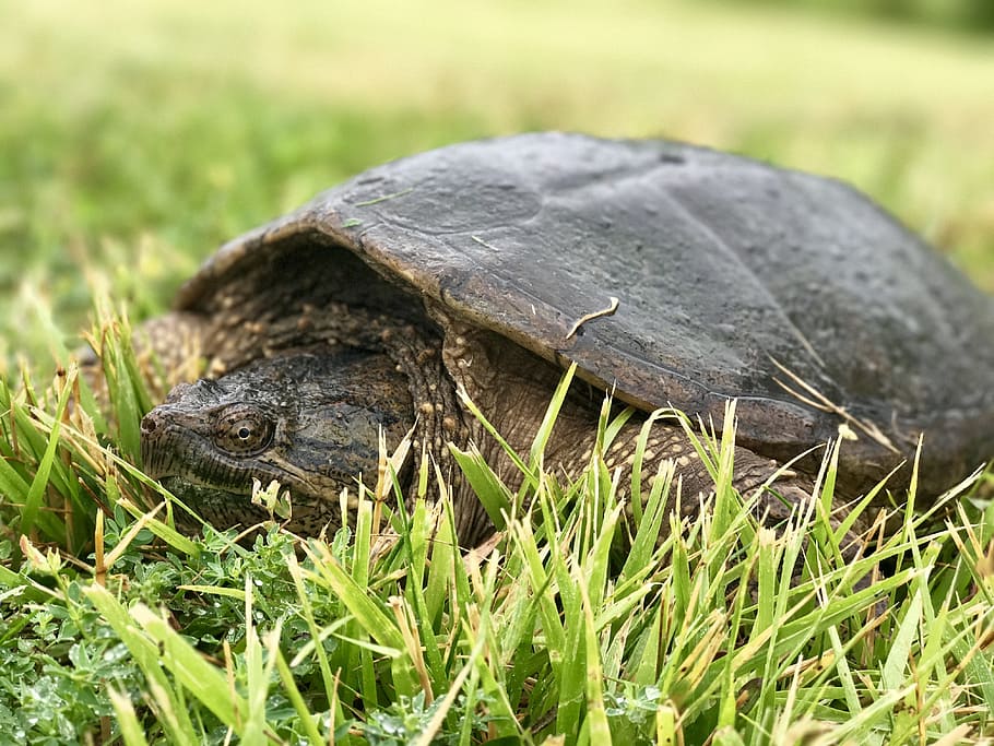 Grass, Snapping Turtle, turtle in grass, animal, reptile, nature HD wallpaper