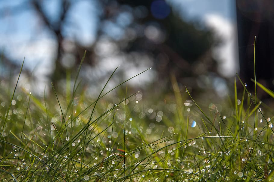 nature, summer, plant, grass, growth, selective focus, green color HD wallpaper