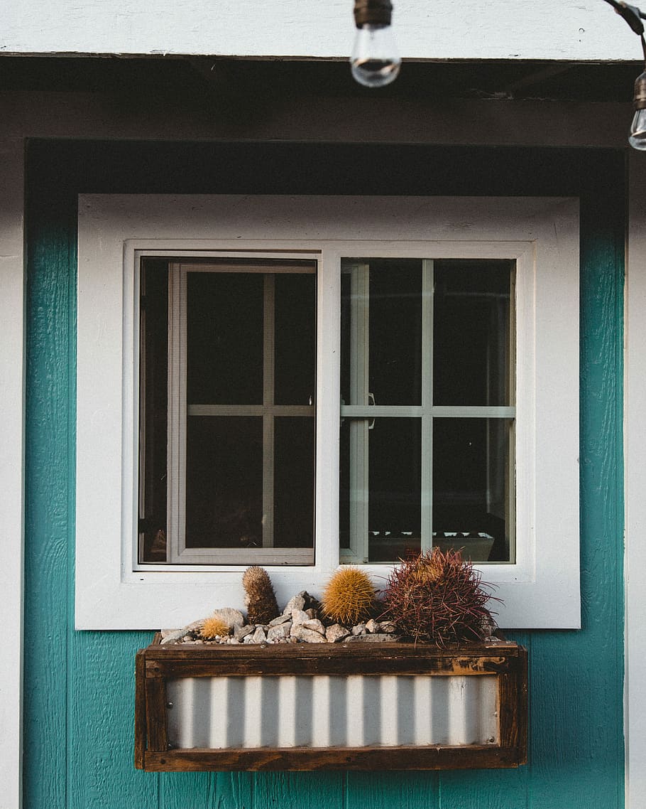 yellow cactus plant beside closed window, white wooden framed window HD wallpaper